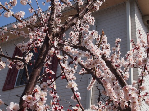 c0117007_2229364.jpg
