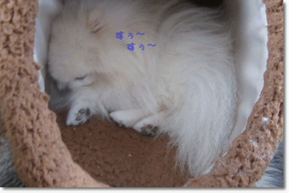 b0167519_1352185.gif