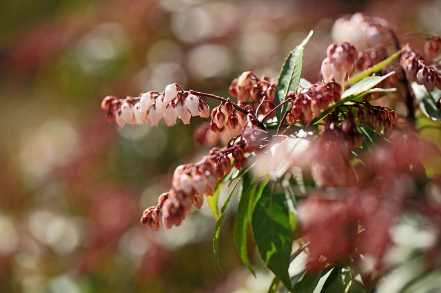 a0242438_20393525.jpg