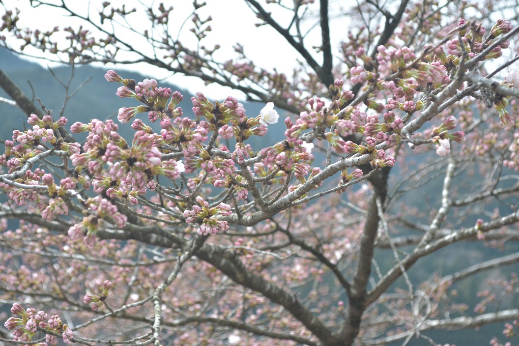 a0055650_1546163.jpg