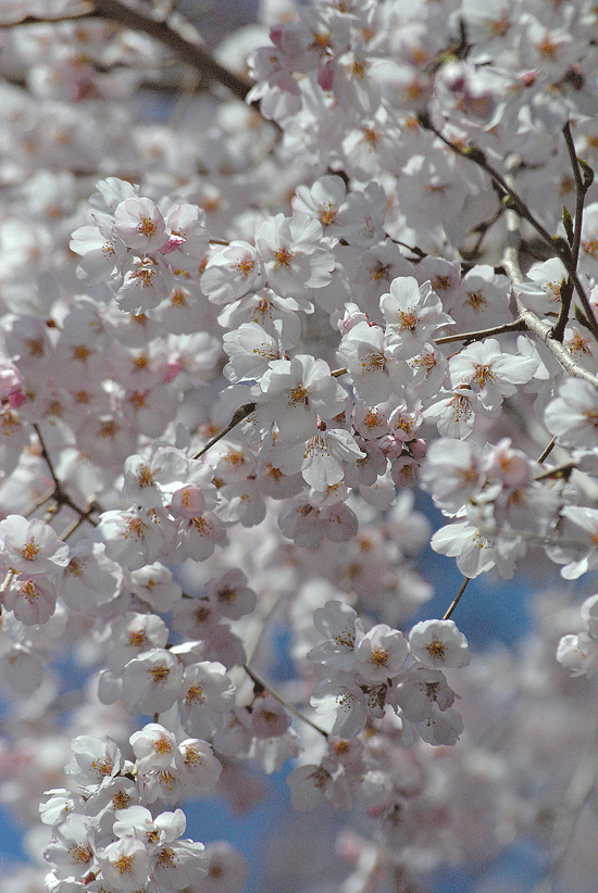 a0001354_23111614.gif