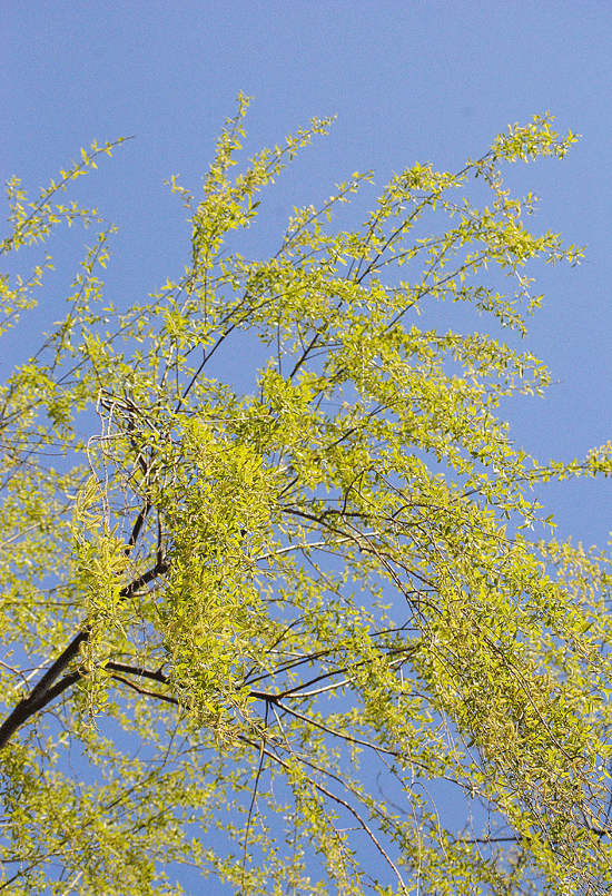 a0001354_23332786.gif