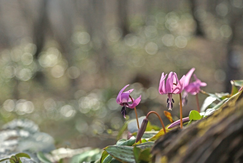 f0000789_10381231.jpg