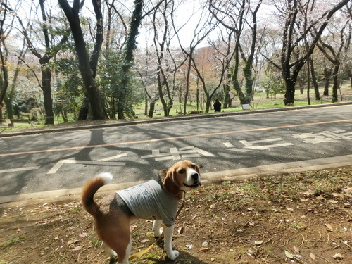 a0319693_8532299.jpg