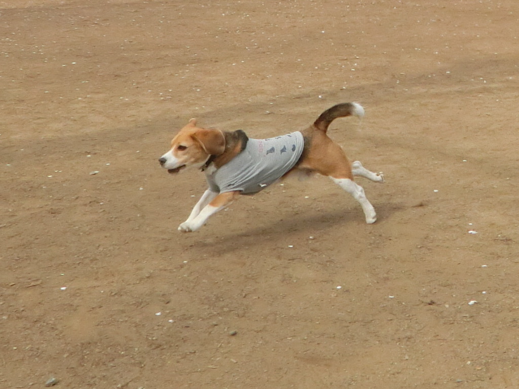 a0319693_955488.jpg