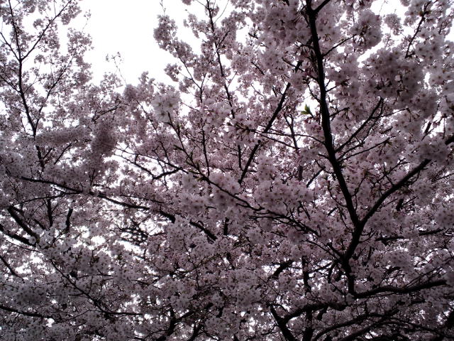 f0042295_20392536.jpg