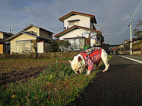 a0158613_10463527.jpg