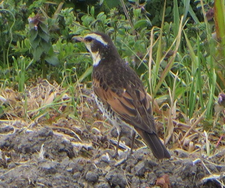 c0280322_23364239.jpg
