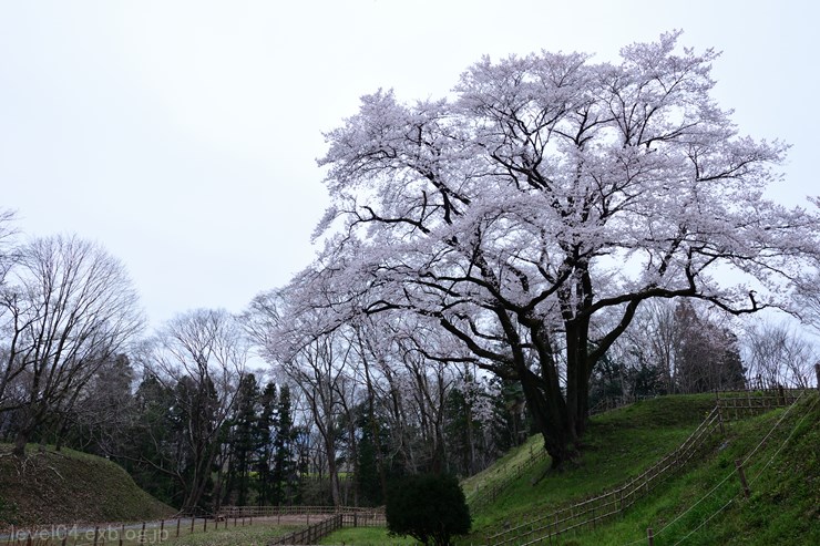 鉢形城公園 ～江戸彼岸桜～ - photograph2