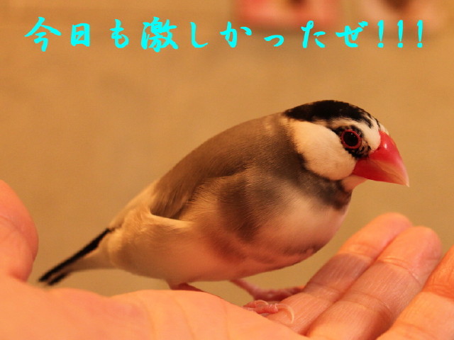c0365734_22335867.jpg