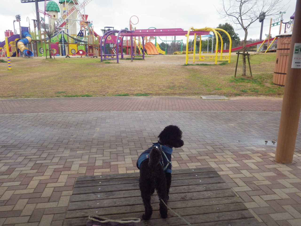 c0300035_983995.jpg