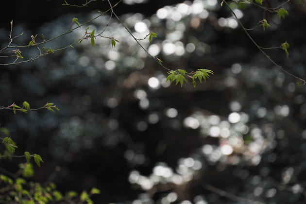 e0346064_16552520.gif