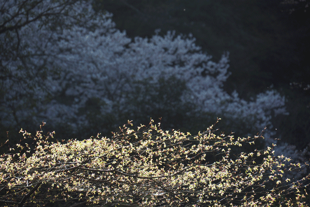 e0346064_16554727.gif