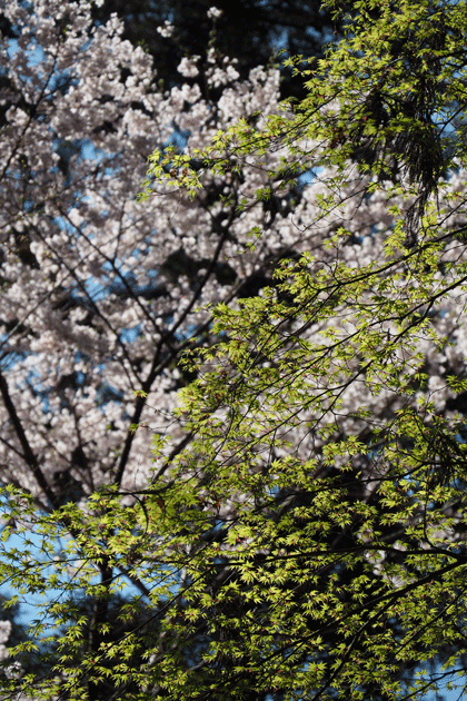 e0346064_16555751.gif