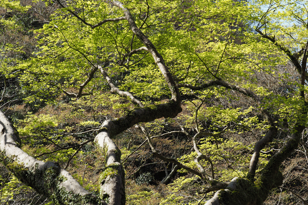 e0346064_1656673.gif