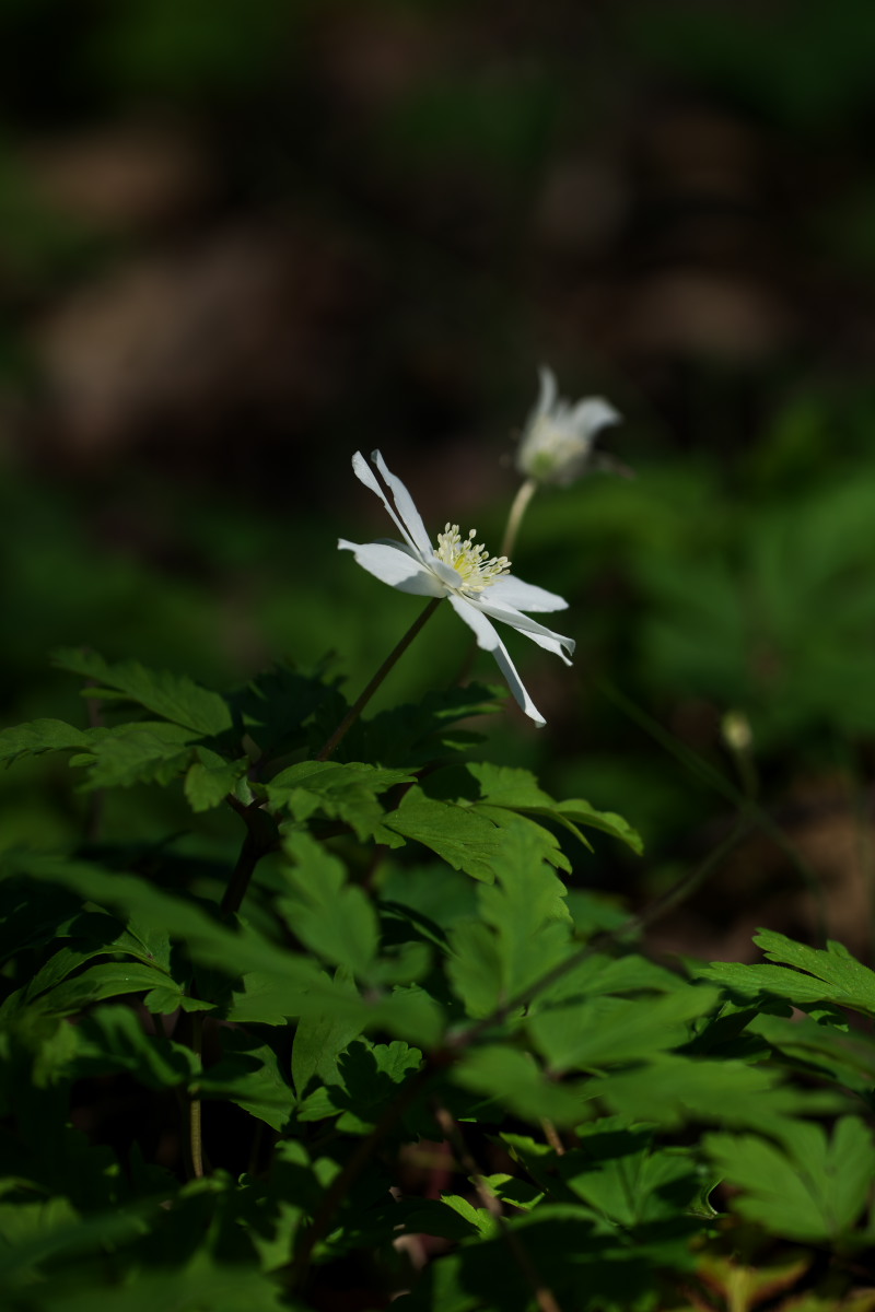 a0083081_2033780.jpg
