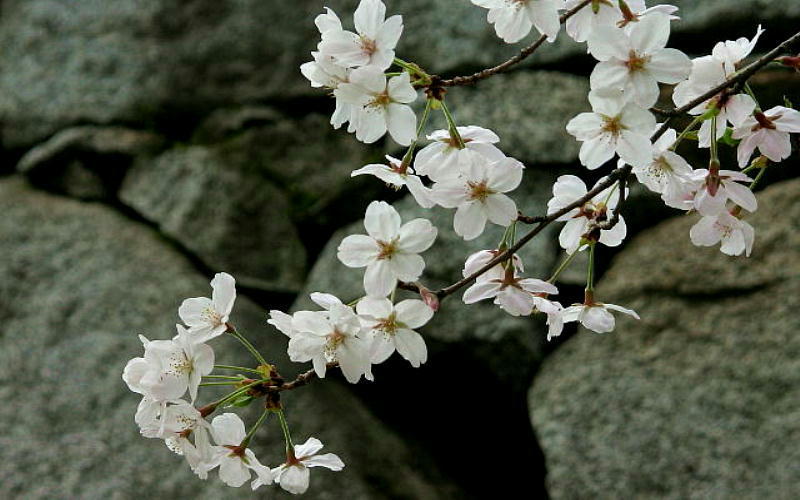 c0357781_18202282.jpg