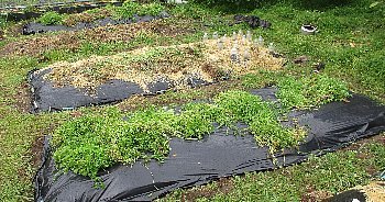 f0003283_03274794.jpg