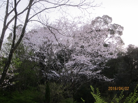 f0106692_2043118.jpg