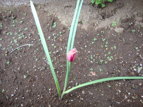 c0322794_9541741.jpg
