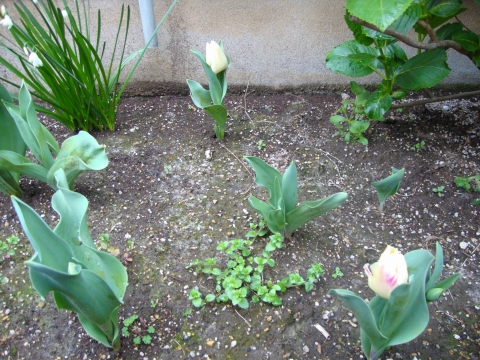 c0322794_9573221.jpg