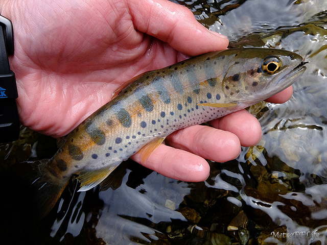 e0112722_1036815.jpg