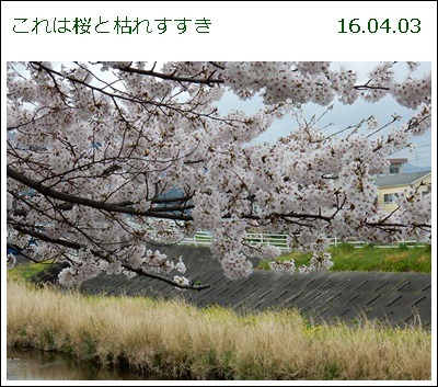 e0033229_17342272.jpg