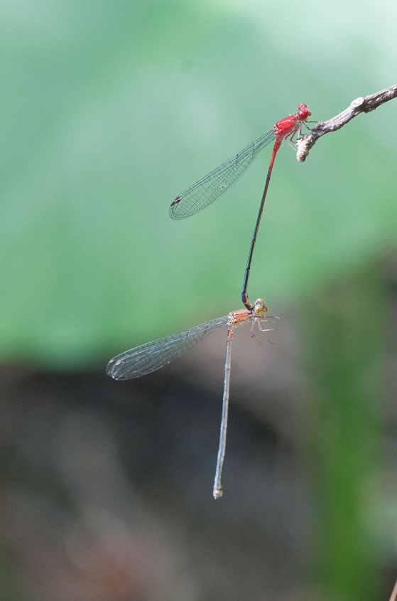 a0126632_8282597.jpg
