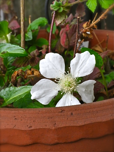 b0027736_1536137.jpg