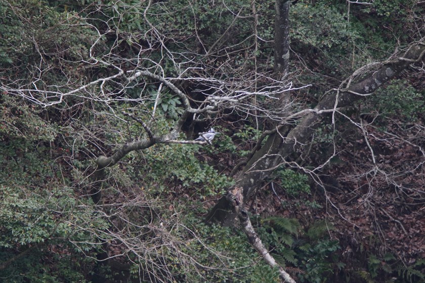 c0075539_16315112.jpg