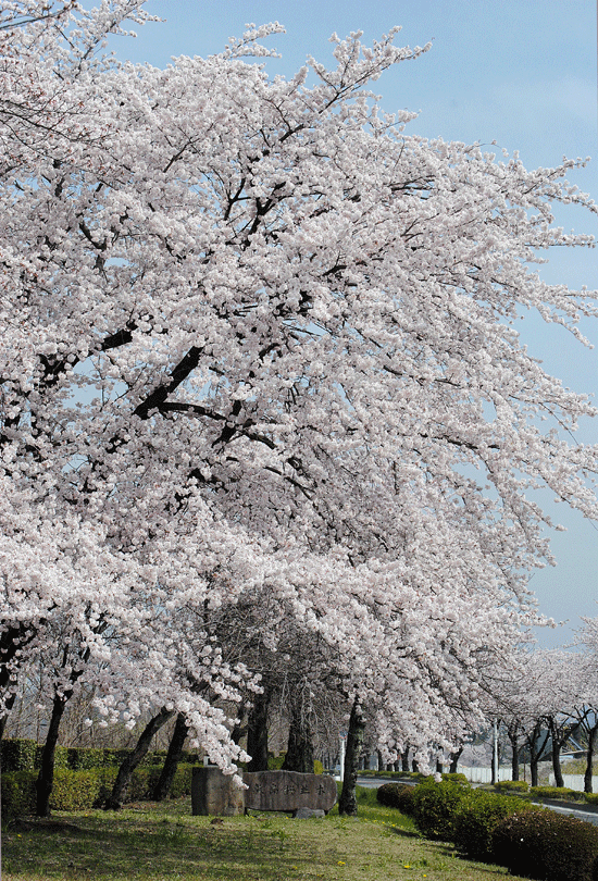 a0001354_223927.gif
