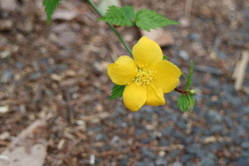 f0345263_00001493.jpg