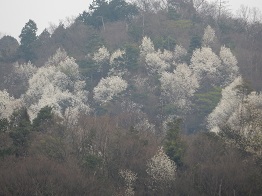 e0175370_8315371.jpg