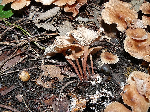 d0019074_816208.jpg