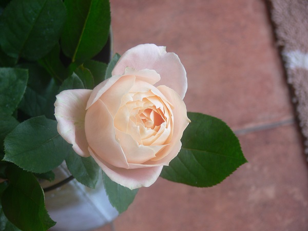 e0140986_17283167.jpg