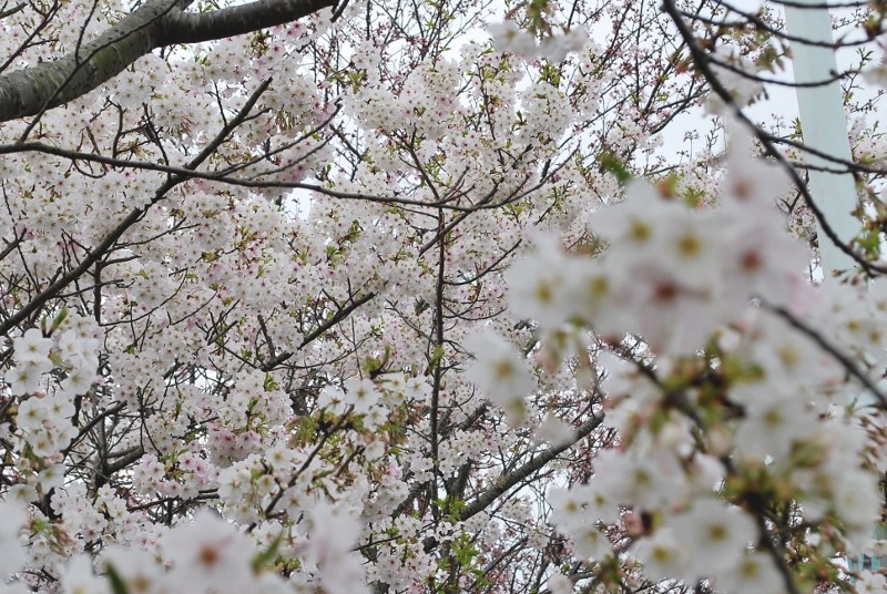e0025300_2011335.jpg