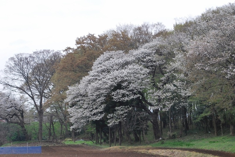 e0025300_20154962.jpg