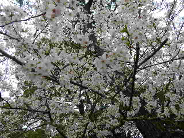 b0352112_17461884.jpg