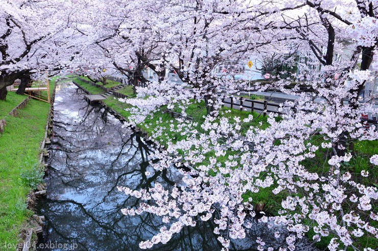 川越 新河岸川の桜並木 ～誉桜～ 1 - photograph2