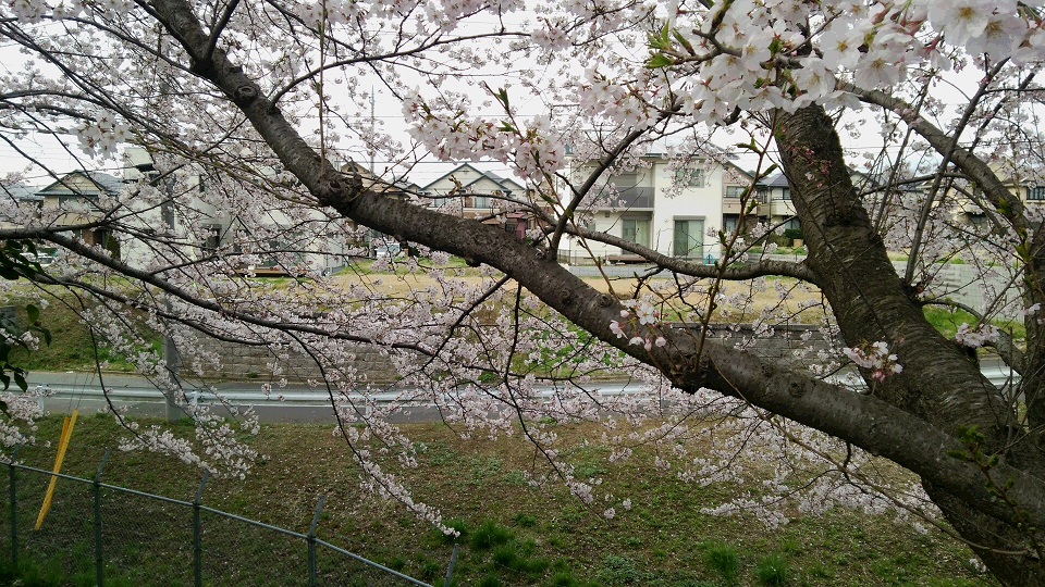 f0002833_1826342.jpg