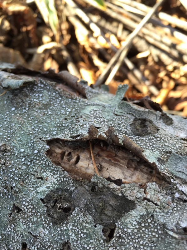 b0364549_12425197.jpeg