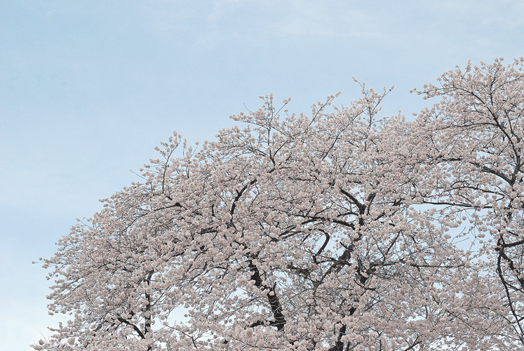a0001354_23352368.gif