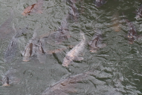 f0345263_10204185.jpg
