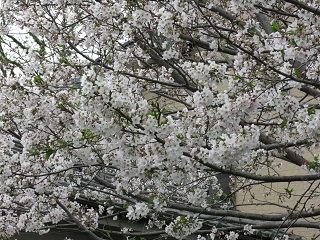 e0130185_1928448.jpg