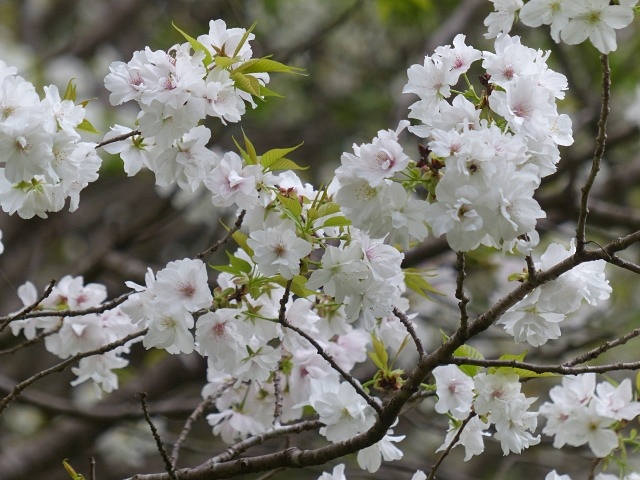 f0357487_1523390.jpg