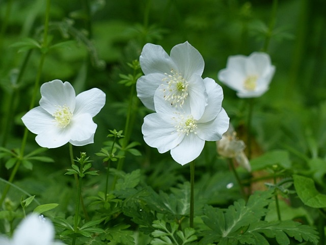f0357487_1595948.jpg