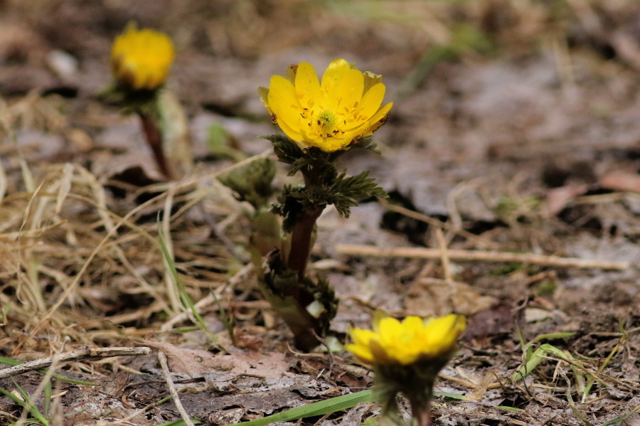 c0360399_21572066.jpg