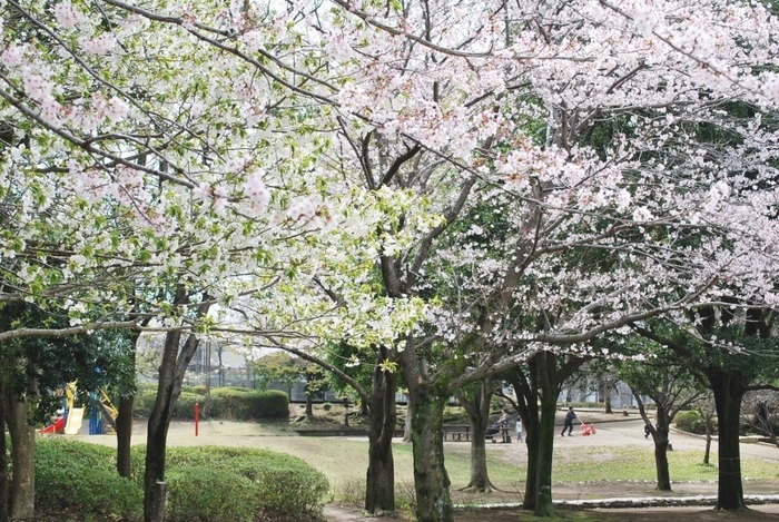 e0025300_1139529.jpg
