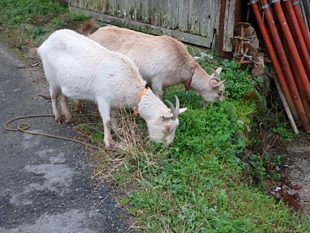 c0183137_91982.jpg