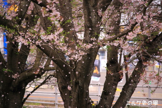c0368870_23591555.jpg